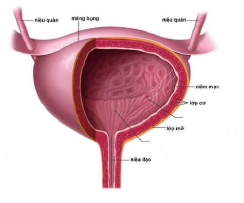 Tức bóng đái